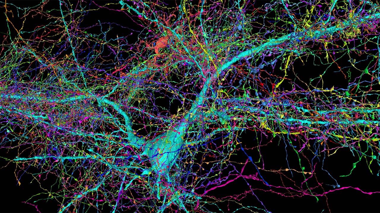 Scientists produce incredible images of the human brain